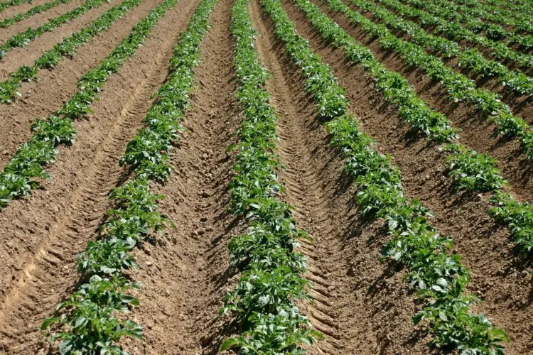 Free image/jpeg, Resolution: 3072x2048, File size: 3.54Mb, Potato plants on the field