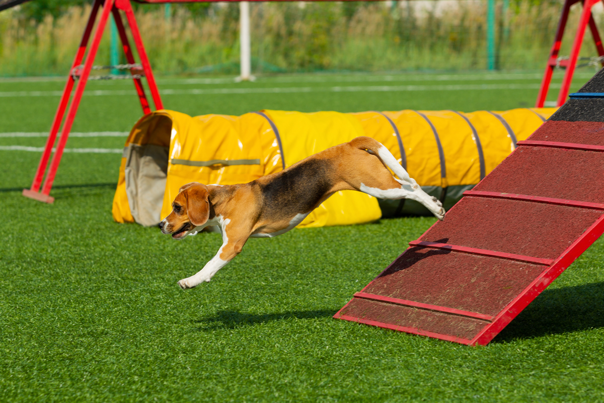 Las jornadas tendrá exhibiciones de habilidades como el agility,