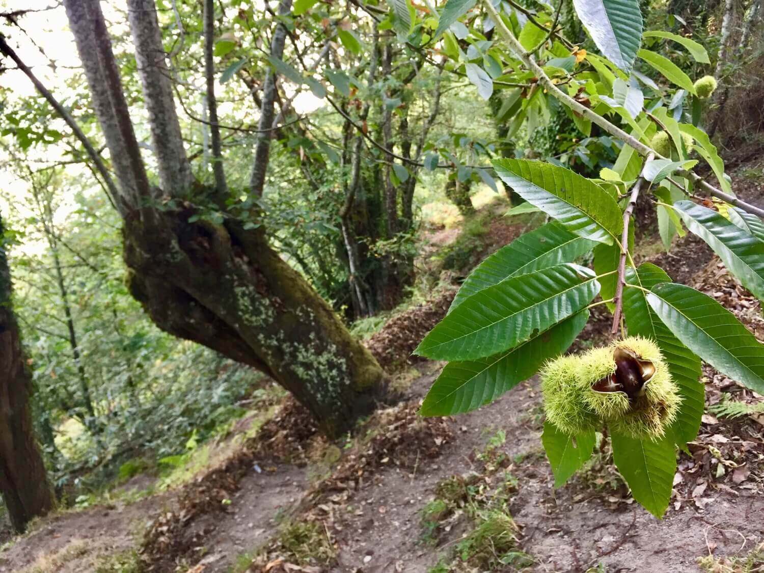 Fene replantará 20.000 metros cuadrados con árboles autóctonos - Enfoques