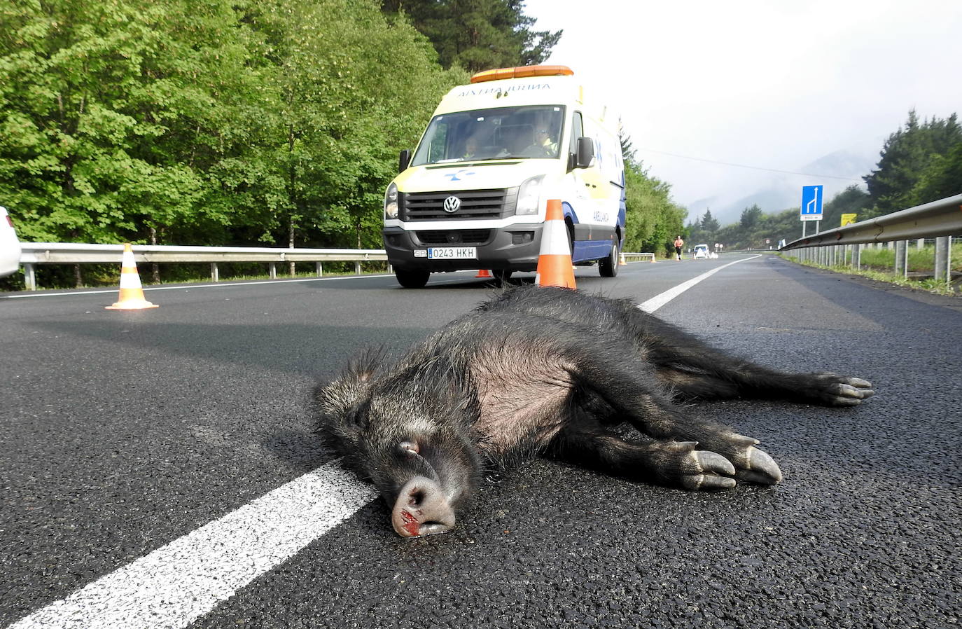 Foto de archivo de un accidente vial con un jabalí