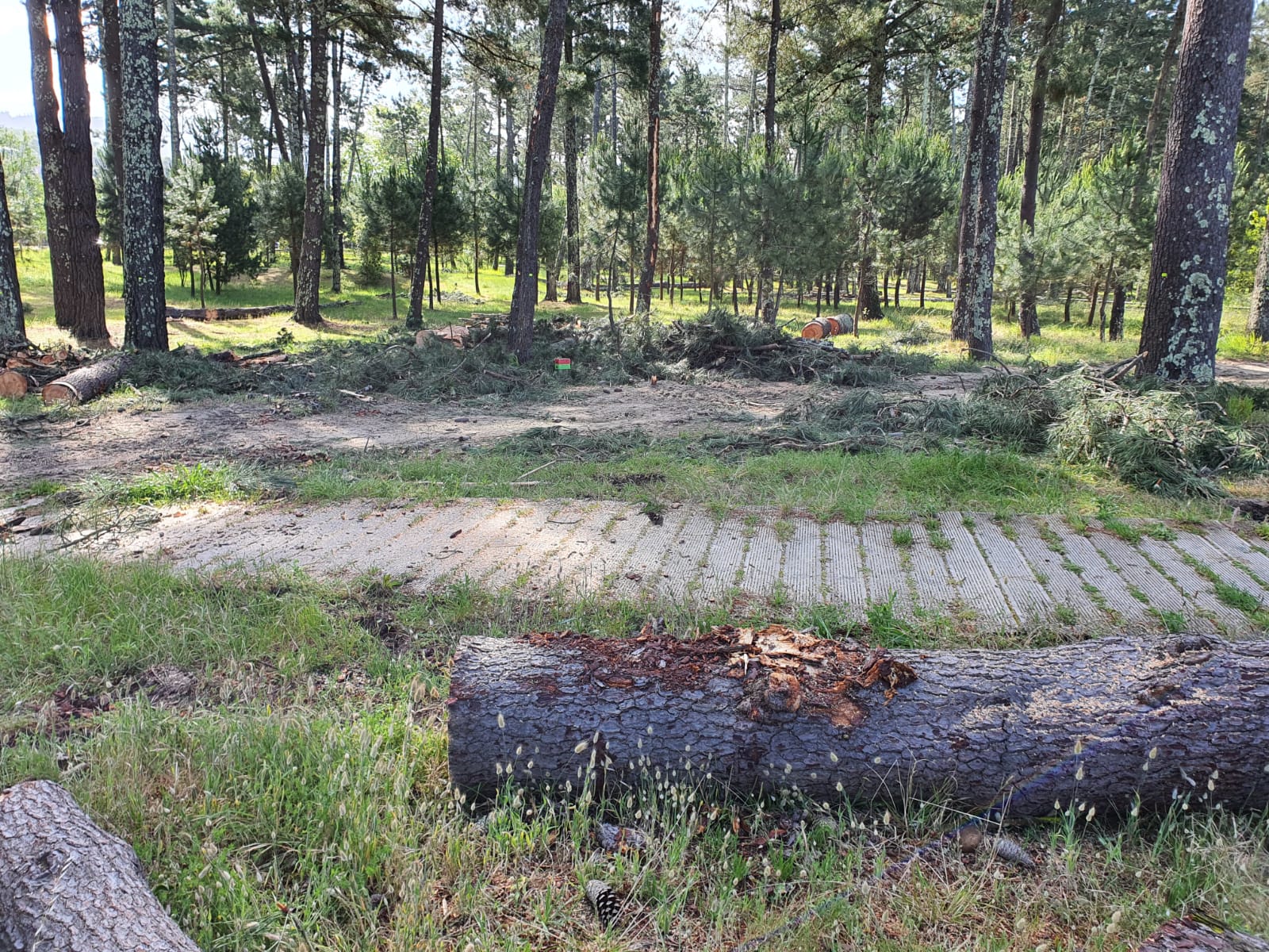 Labores de mantenimiento en el pinar de Cabanas