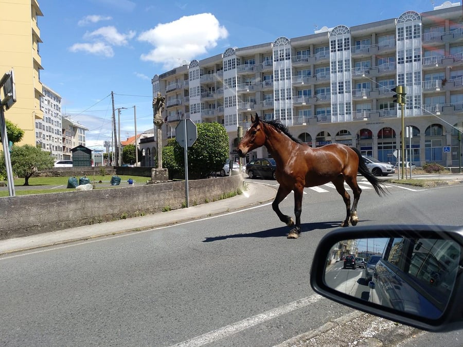 El animal en medio de la calzada | TRÁFICO FERROLTERRA