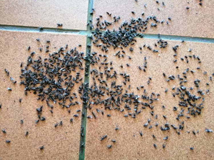 La parroquia de Val sufre una plaga de moscas
