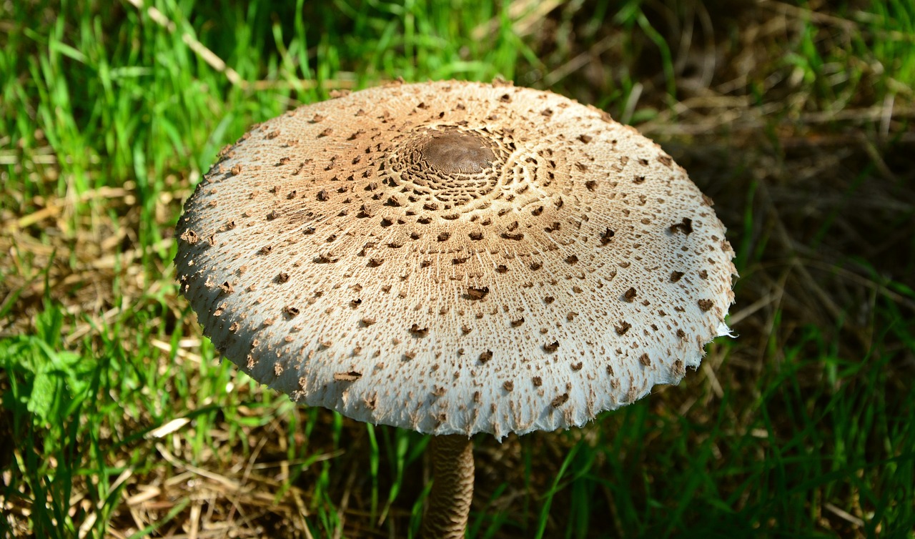 Imagen de archivo de una macrolepiota