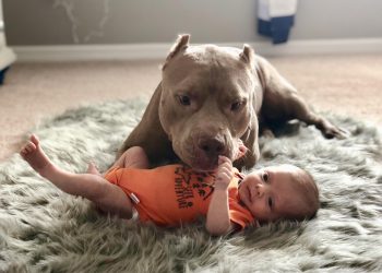 Un perro juega con un bebé