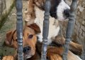 Dos perros encerrados en una vivienda de Porta de Neira