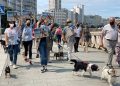 Concentración en el paseo de Riazor para pedir el libre acceso de los perros a los arenales | PACMA