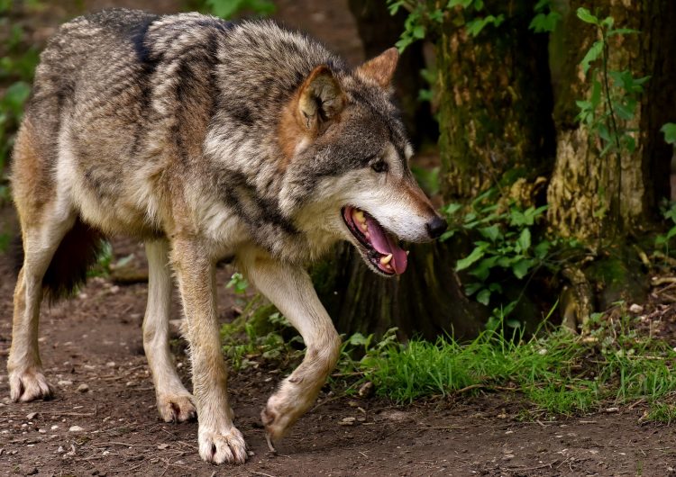 Al parecer, los lobos estarían atacando a varios animales en el municipio.