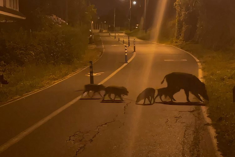 Un jabalí adulto y cuatro crías cruzan la calle Celso Emilio Ferreiro | CEDIDA