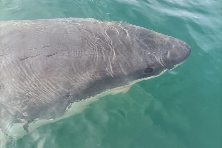 Imagen de archivo de un tiburón blanco avistado en el Puerto Exterior de Punta Langosteira, en A Coruña | AUTORIDAD PORTUARIA DE A CORUÑA