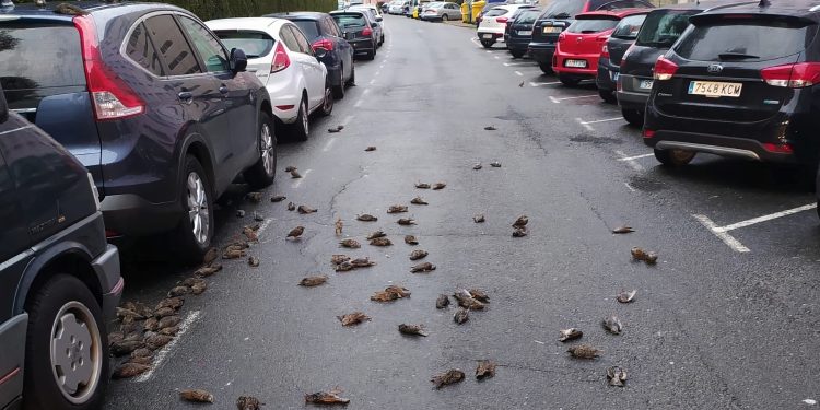 La mayoría de aves se precipitaron sobre la calle Alcalde Quintanilla Martínez, en el barrio de Caranza, en Ferrol