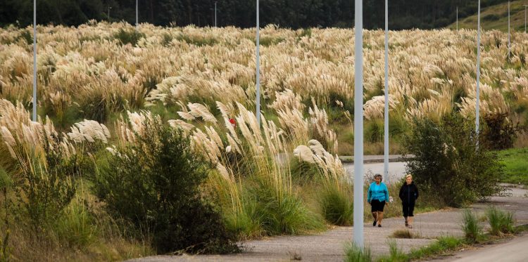 La conocida como hierba de la Pampa se encuentra actualmente en muchos lugares de dominio público