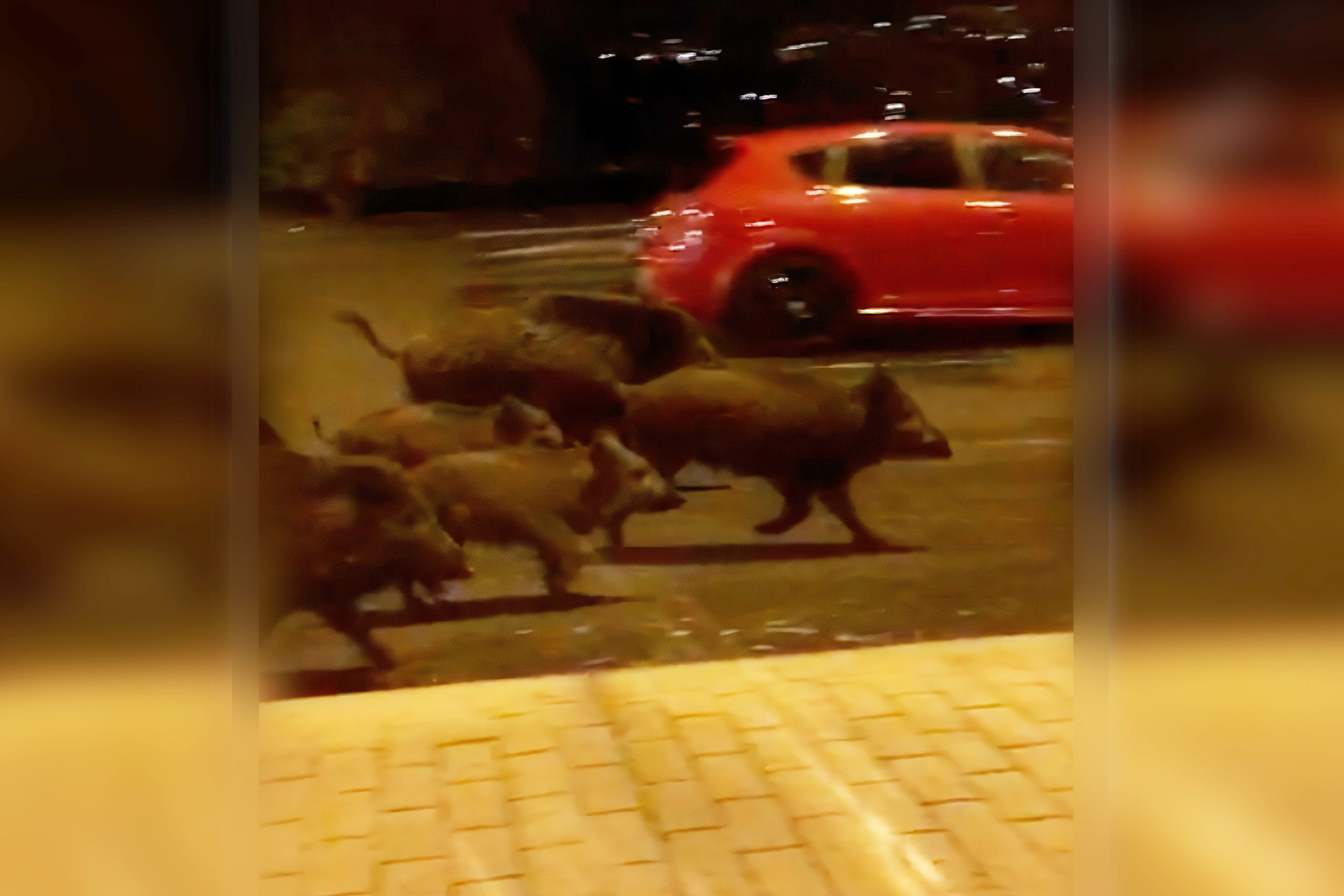 Una piara de jabalíes corretea por las inmediaciones de A Malata