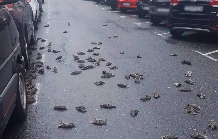 Estorninos fallecidos en el barrio de Caranza, en Ferrol | EP