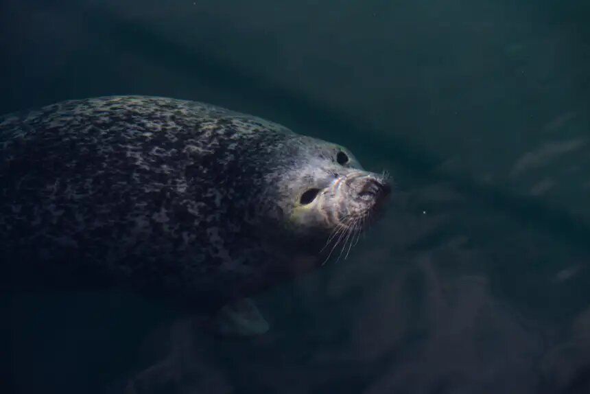 Foca del Aquarium coruñés