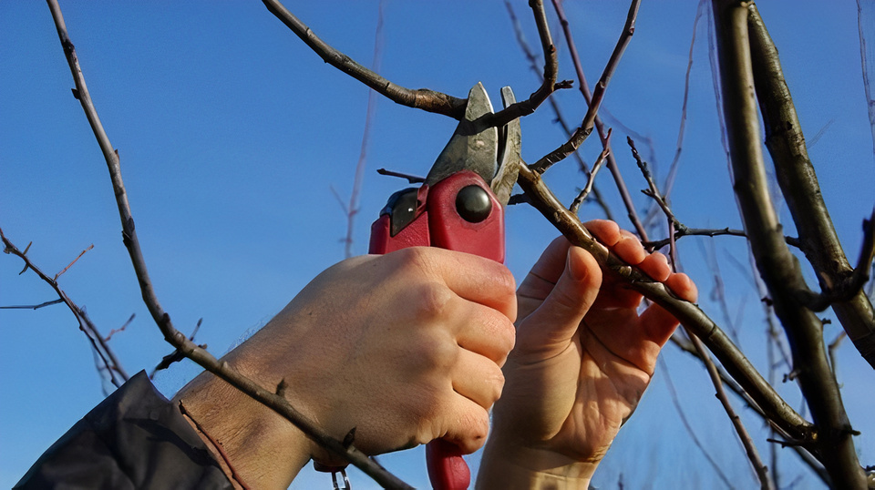 Imagen de un hombre podando un árbol frutal