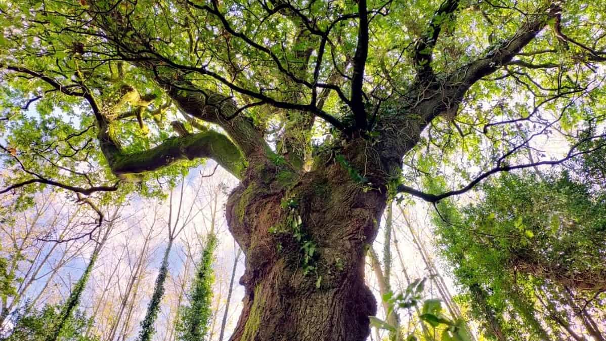 El Carballo de Conxo está entre los favoritos a árbol europeo del año