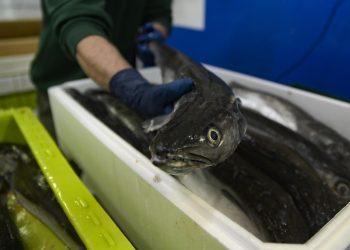 Un operario maneja pescado en una caja, en la lonja de A Coruña