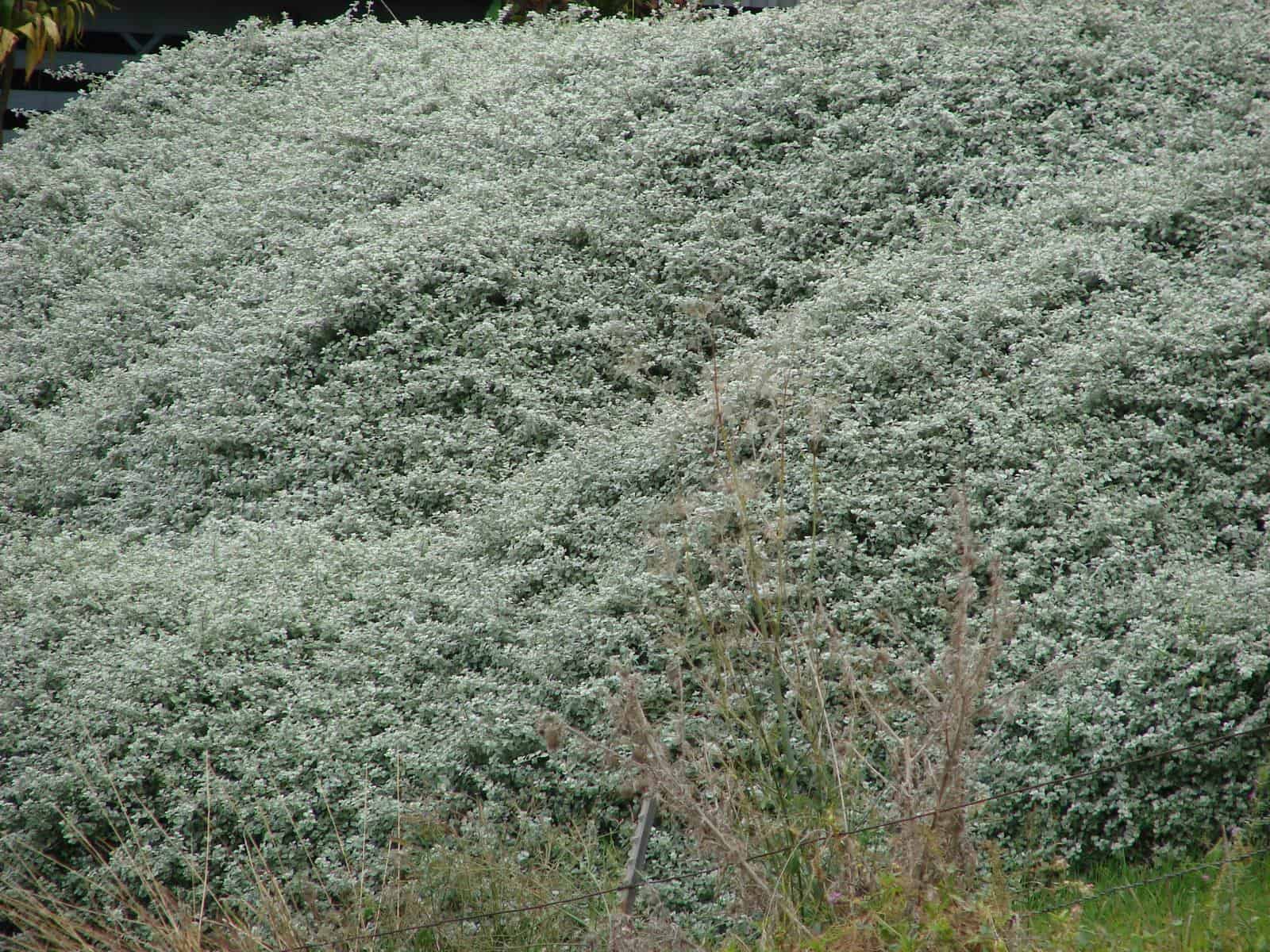 Helichrysum petiolare es una planta originaria de Sudáfrica
