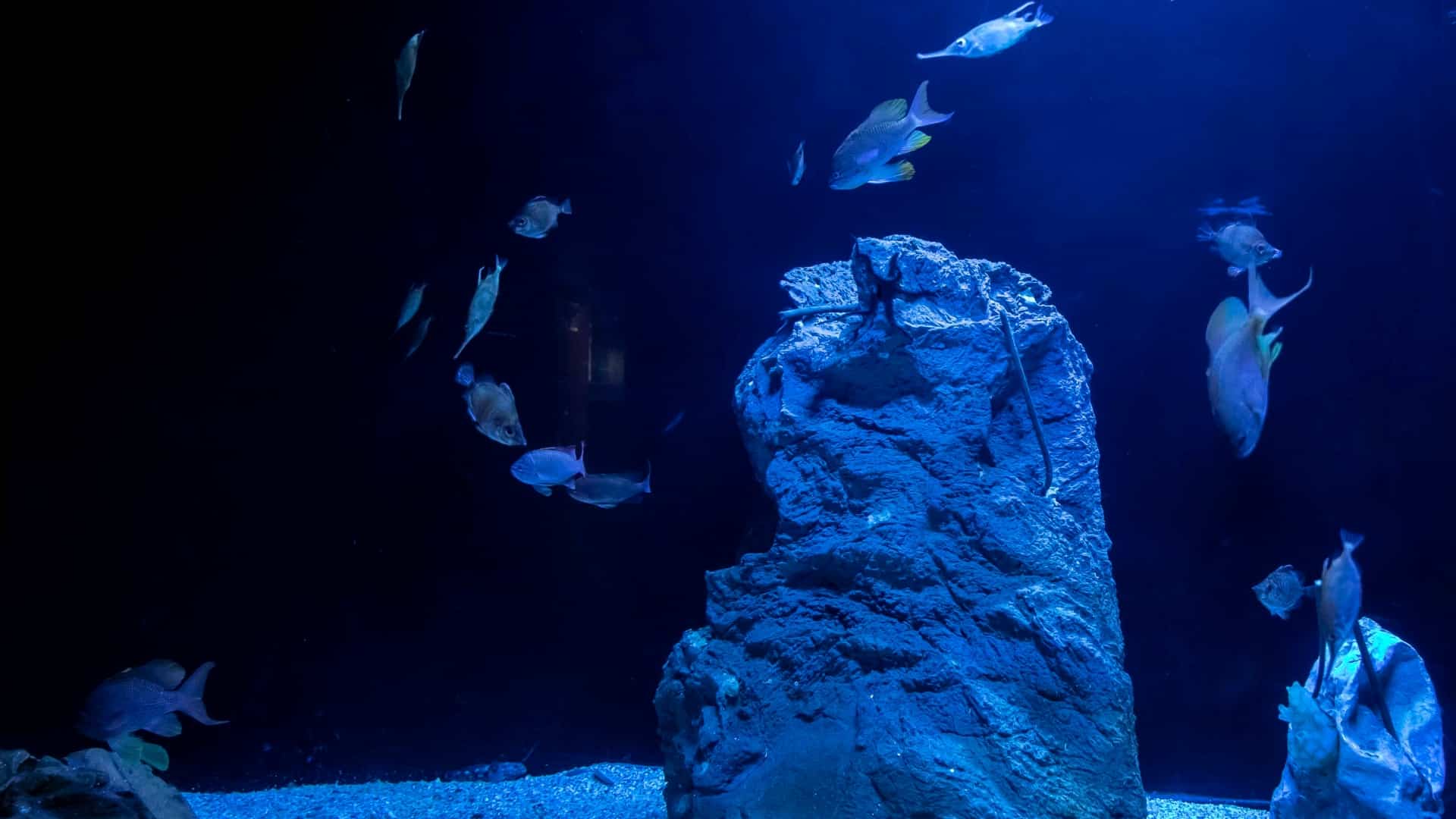 El nuevo tanque de aguas profundas del Aquarium Finisterrae de A Coruña | CONCELLO DA CORUÑA