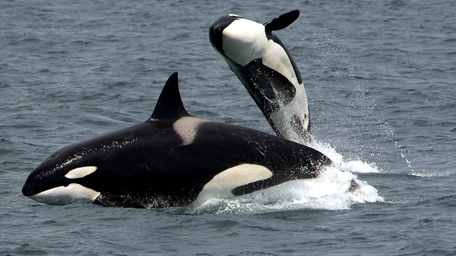 Imagen de archivo de orcas | PUBLIC DOMAIN