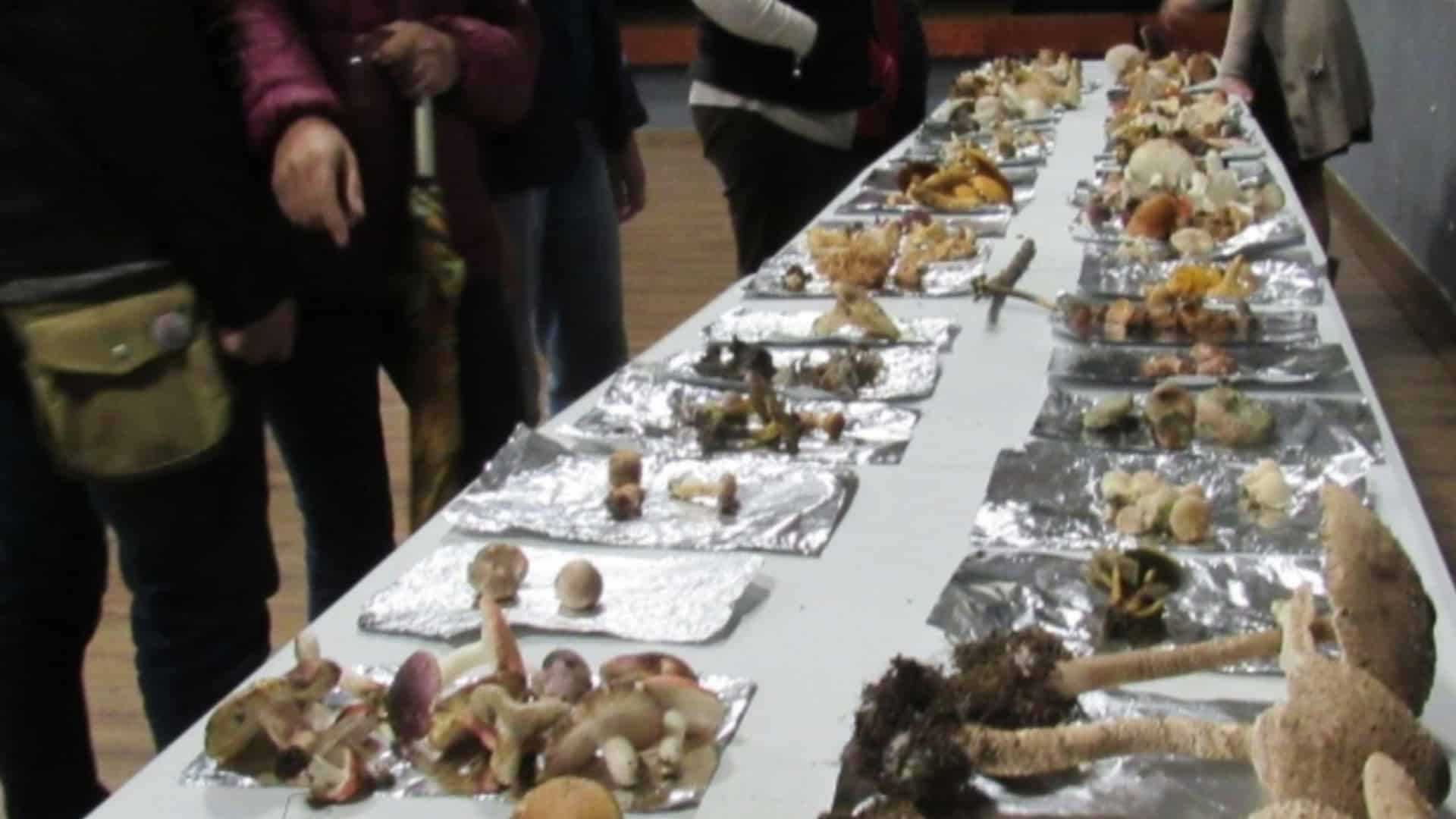 Imagen de archivo de unas jornadas micológicas | CEDIDA