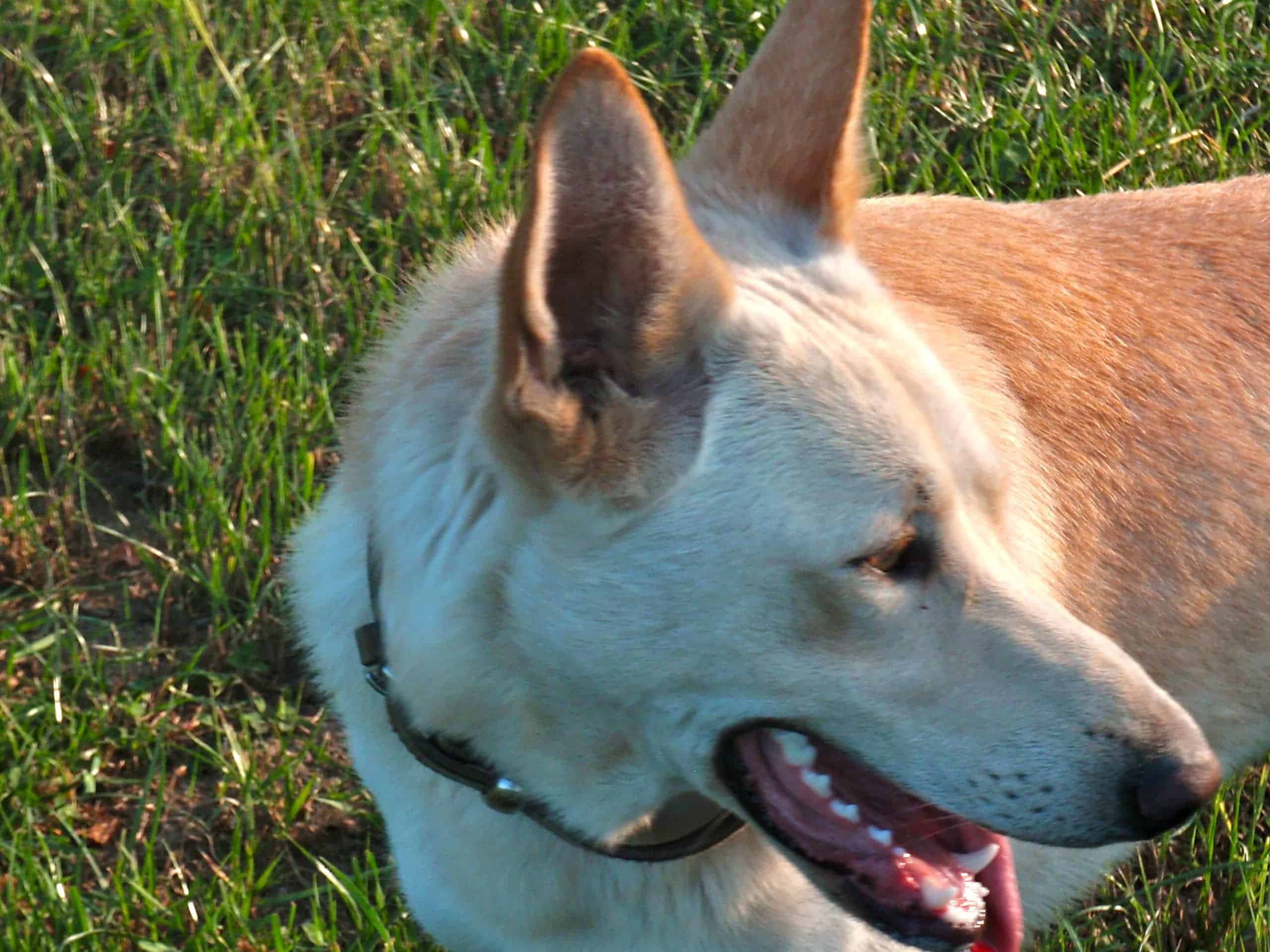 Perro de raza Can de palleiro