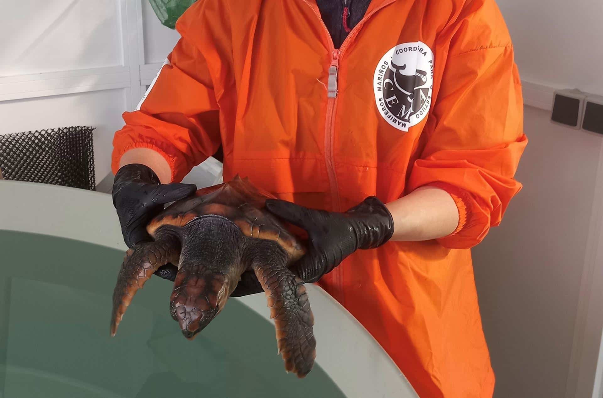 La tortuga Ferdylan se recupera en Galicia antes de regresar al mar. - XUNTA