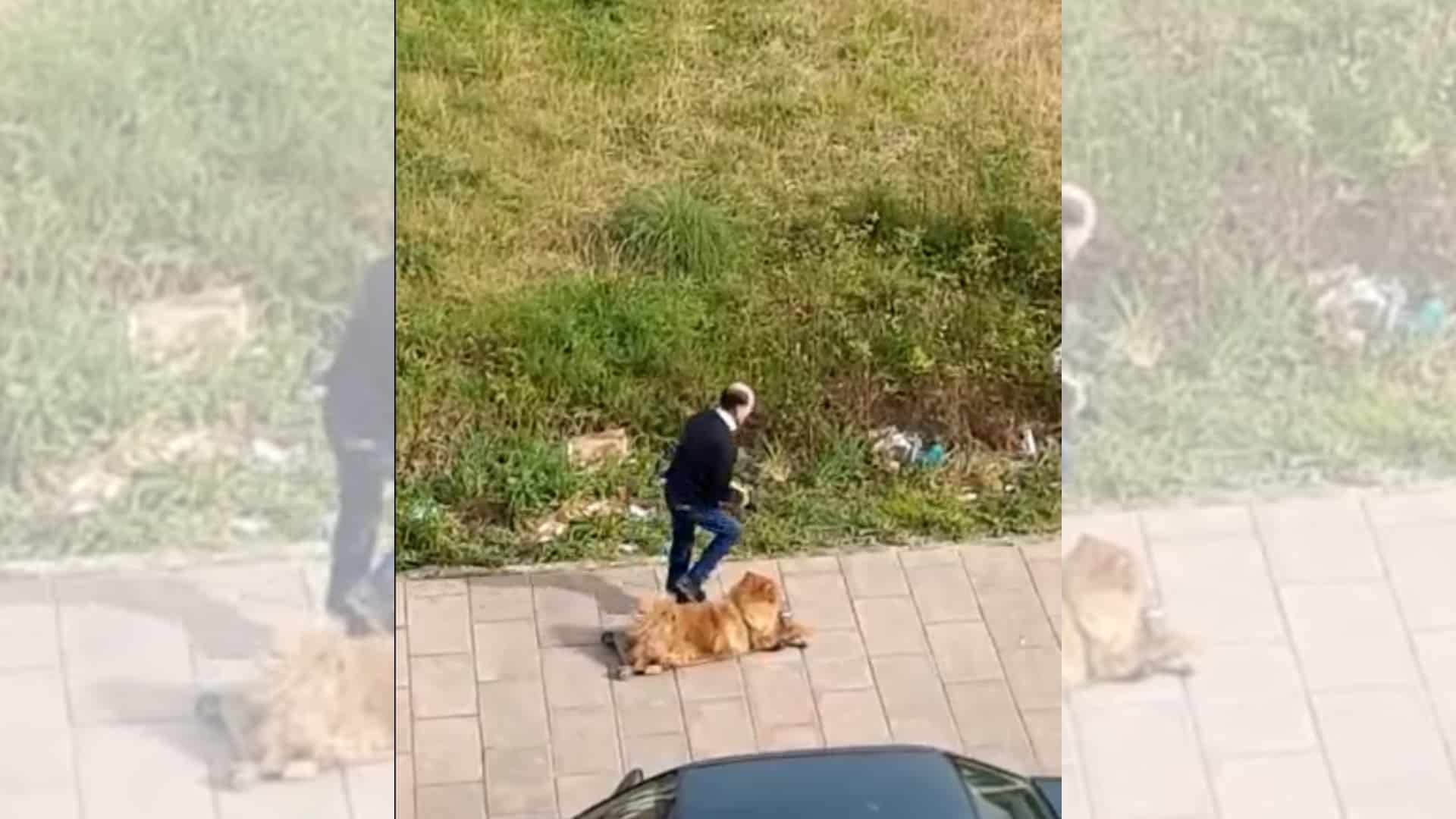 Un vecino de Ferrol paseando a su perro en una especie de trineo | @CECIARMY