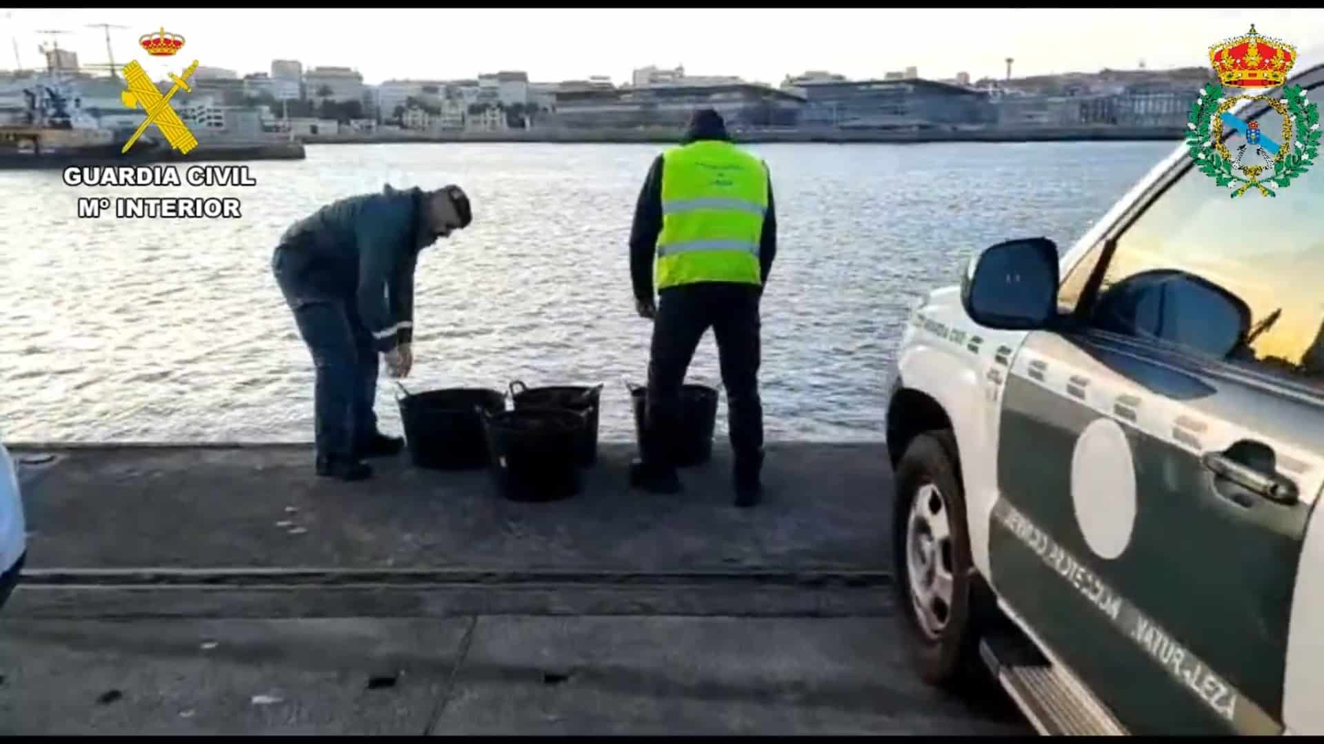 El erizo aprehendido en el Puerto de A Coruña | GUARDIA CIVIL