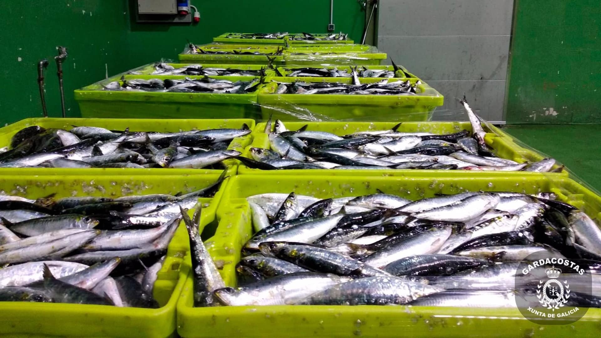 Imagen de archivo de sardinas incautadas | GARDACOSTAS DE GALICIA