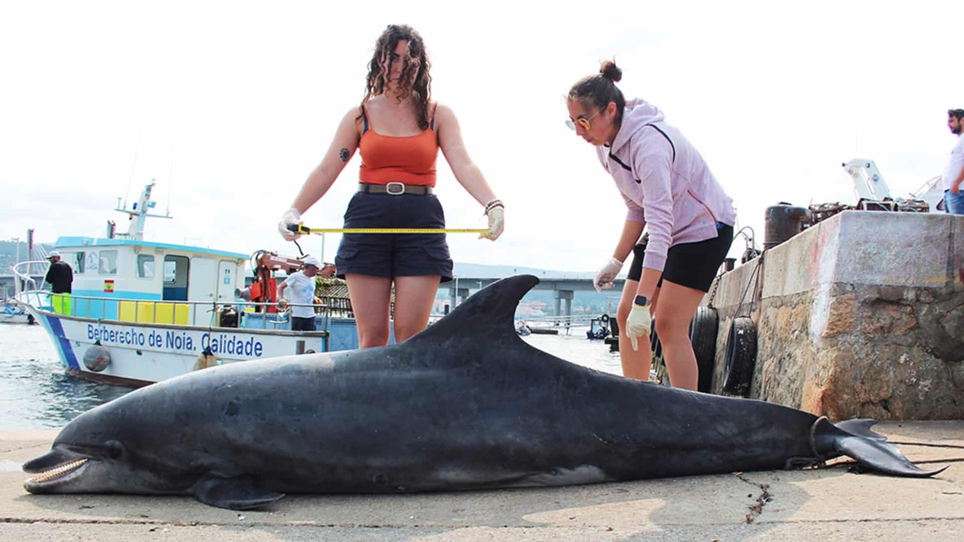El arroaz localizado muerto en Noia | CEMMA