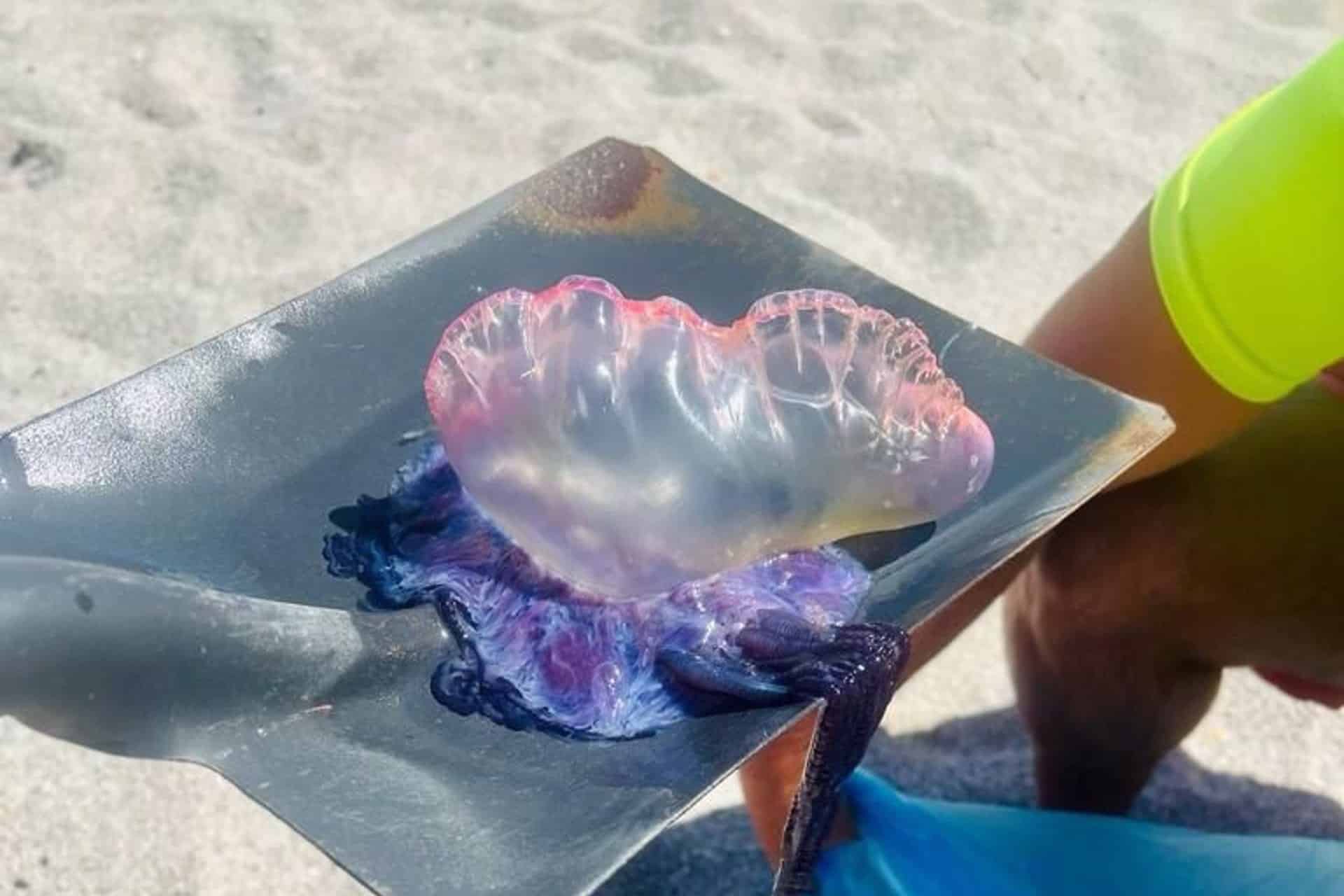 Imagen de una carabela portuguesa en una playa gallega