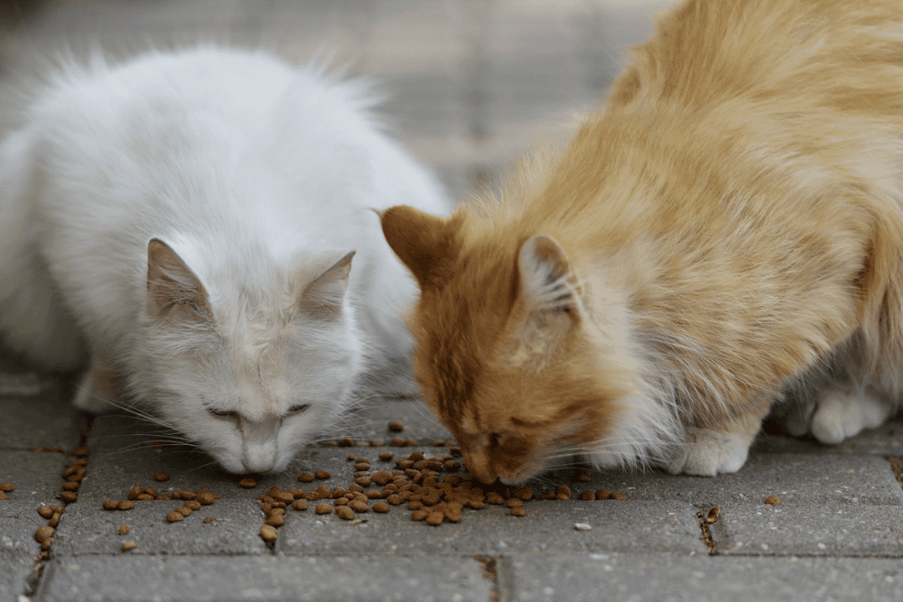 Gatos callejeros