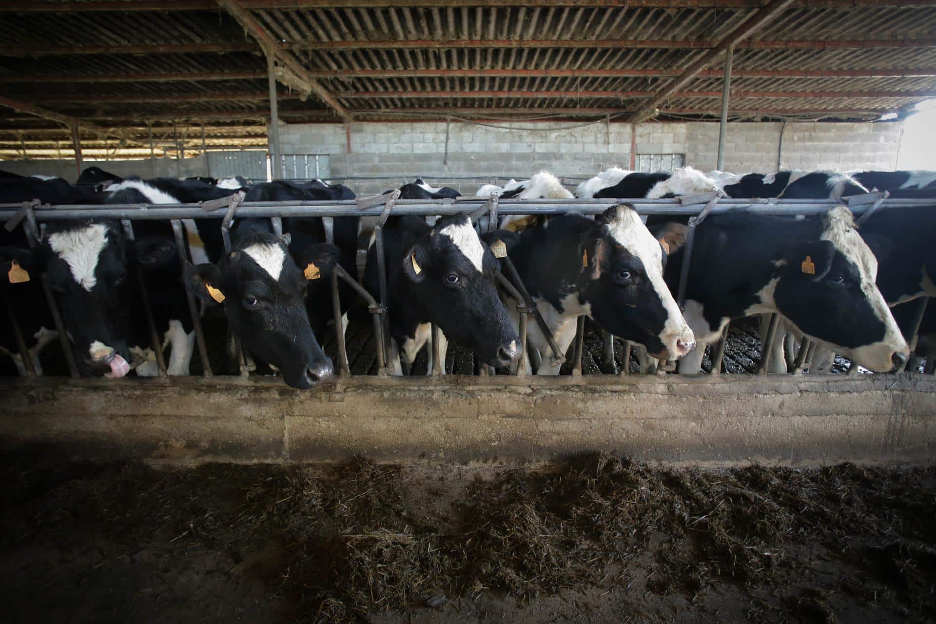 Archivo - Imagen de archivo de varias vacas en una granja gallega - Carlos Castro - Europa Press - Archivo