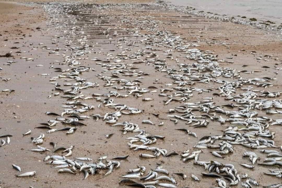 Sardinas en la playa de Ares