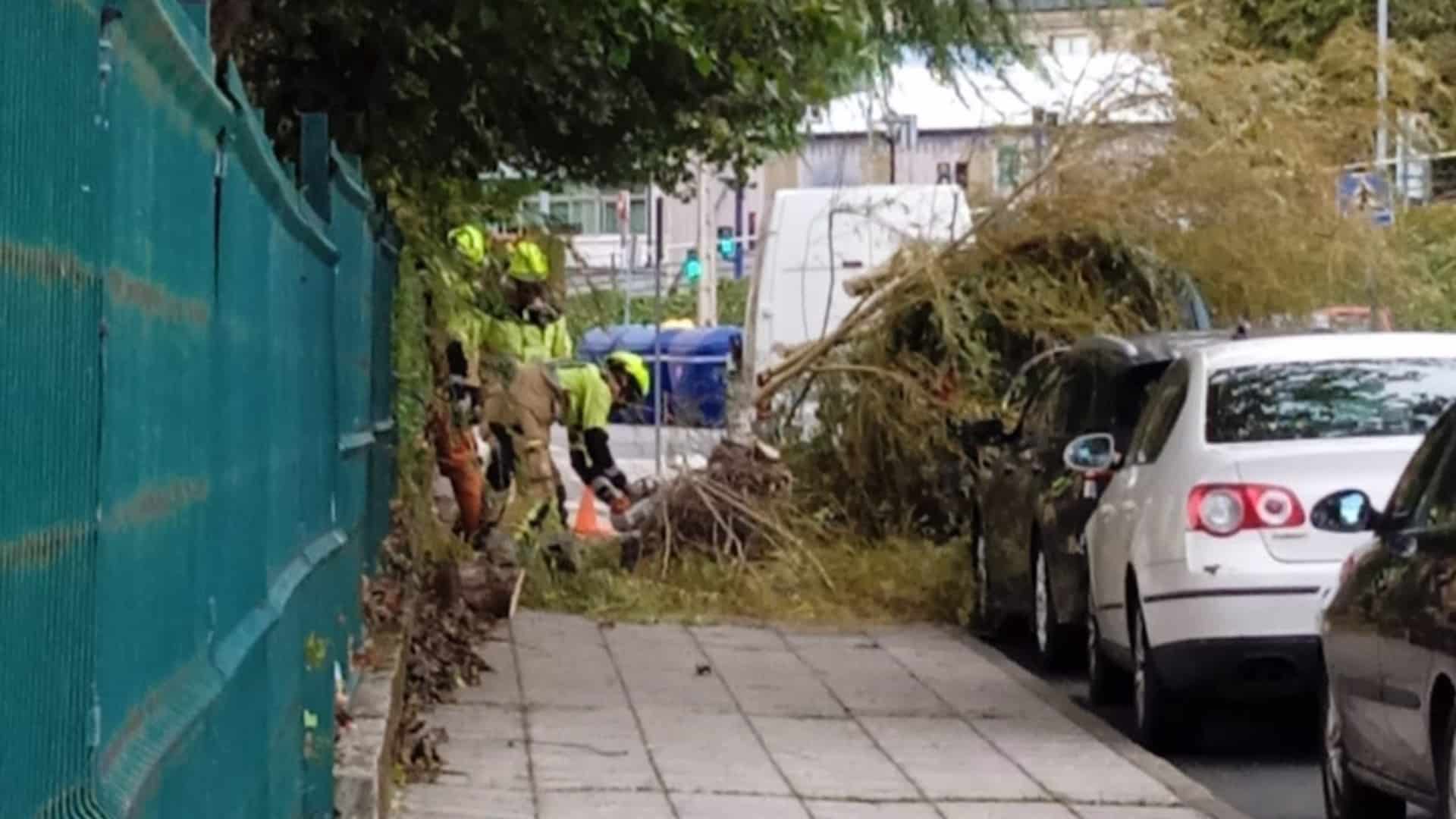 El árbol caído sobre un vehículo en el CEIP A Gándara, en Narón | CEDIDA