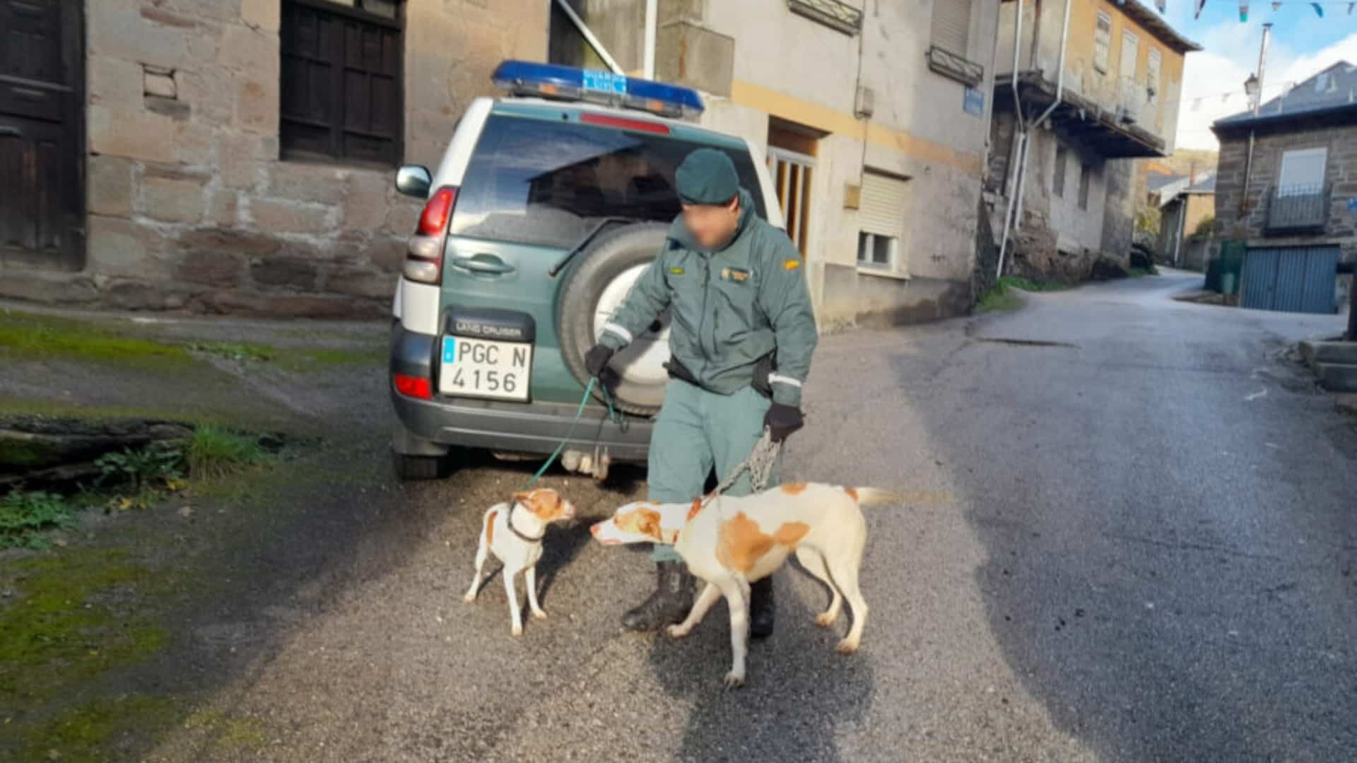 Imagen de archivo de la Guardia Civil interviniendo en un caso de abandono de perros | GUARDIA CIVIL