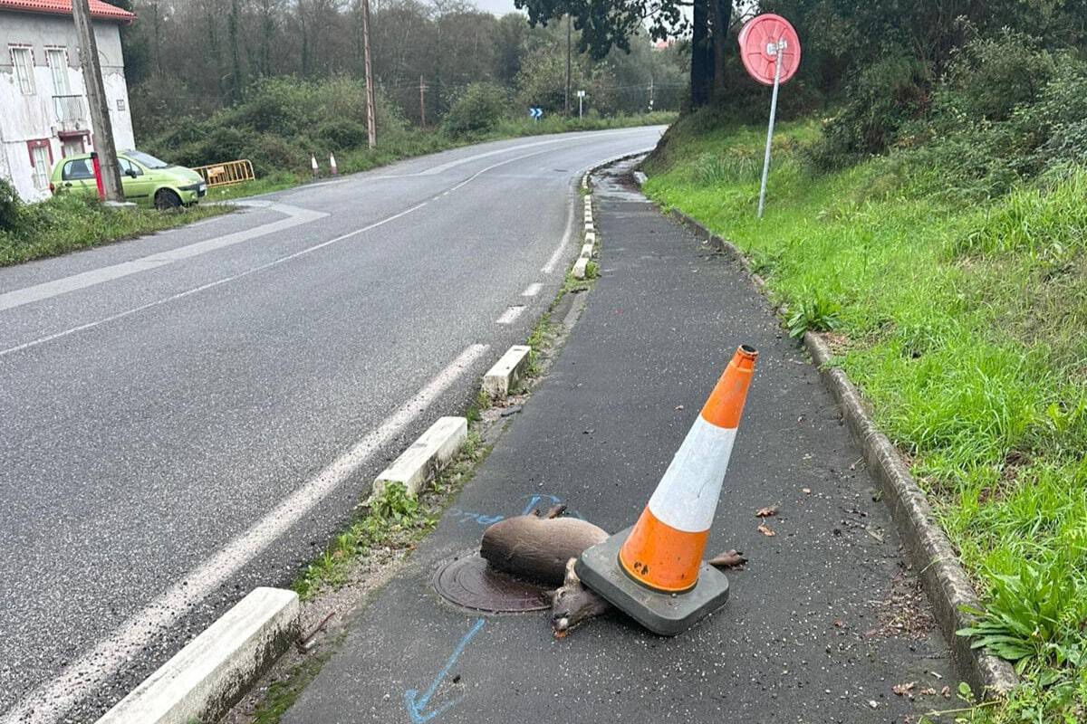 Imagen del animal muerto