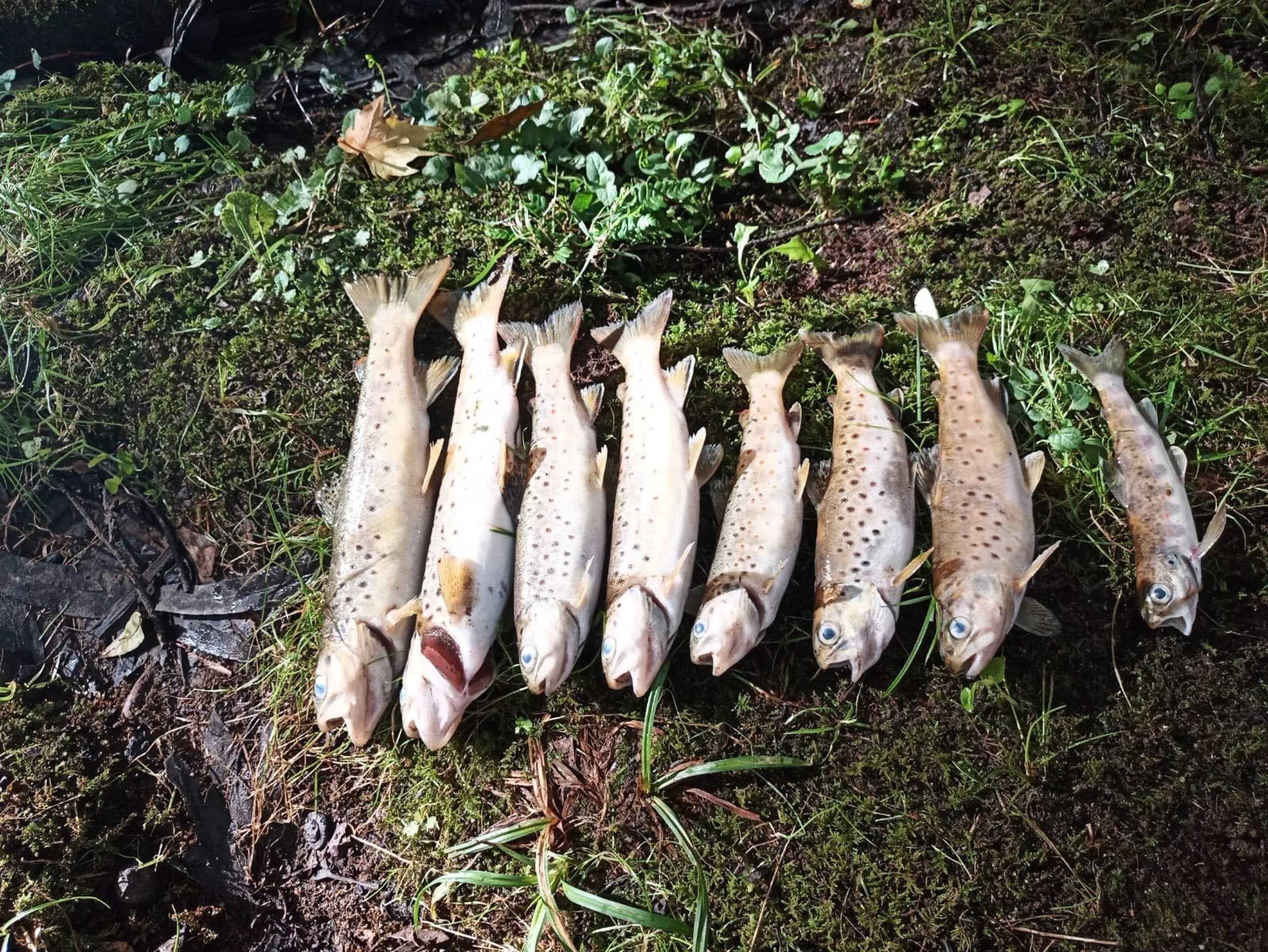 Truchas encontradas muertas en el río Xubia | EP