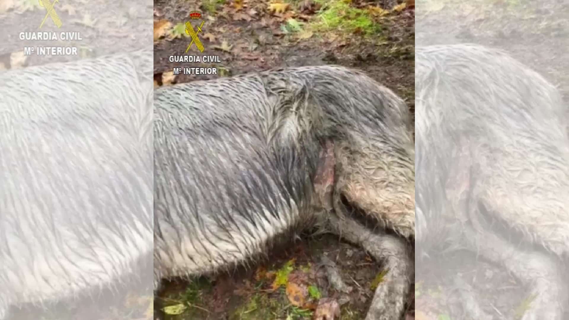 La herida del burro que perdió la vida de Dumbría por negligencia de su dueño | GUARDIA CIVIL