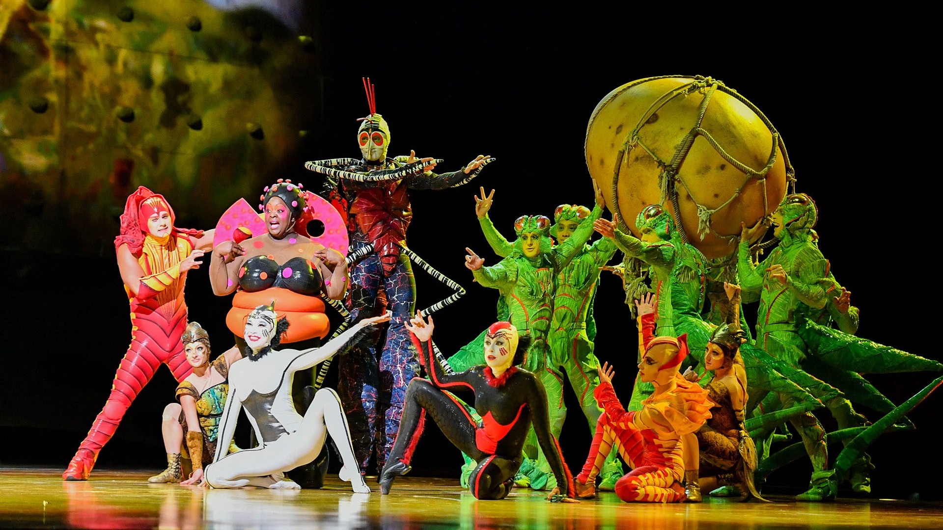 Imagen de archivo de "Ovo", del Cirque du Soleil | CIRQUE DU SOLEIL