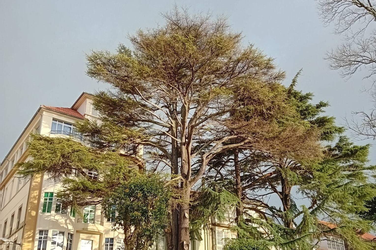 El ejemplar del cedro de la praza de Amboaxe que está en peligro | CONCELLO DE FERROL