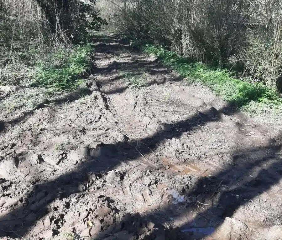 Tala en la Fraga dos Muíños del río Xarío. | CONCELLO DE MIÑO