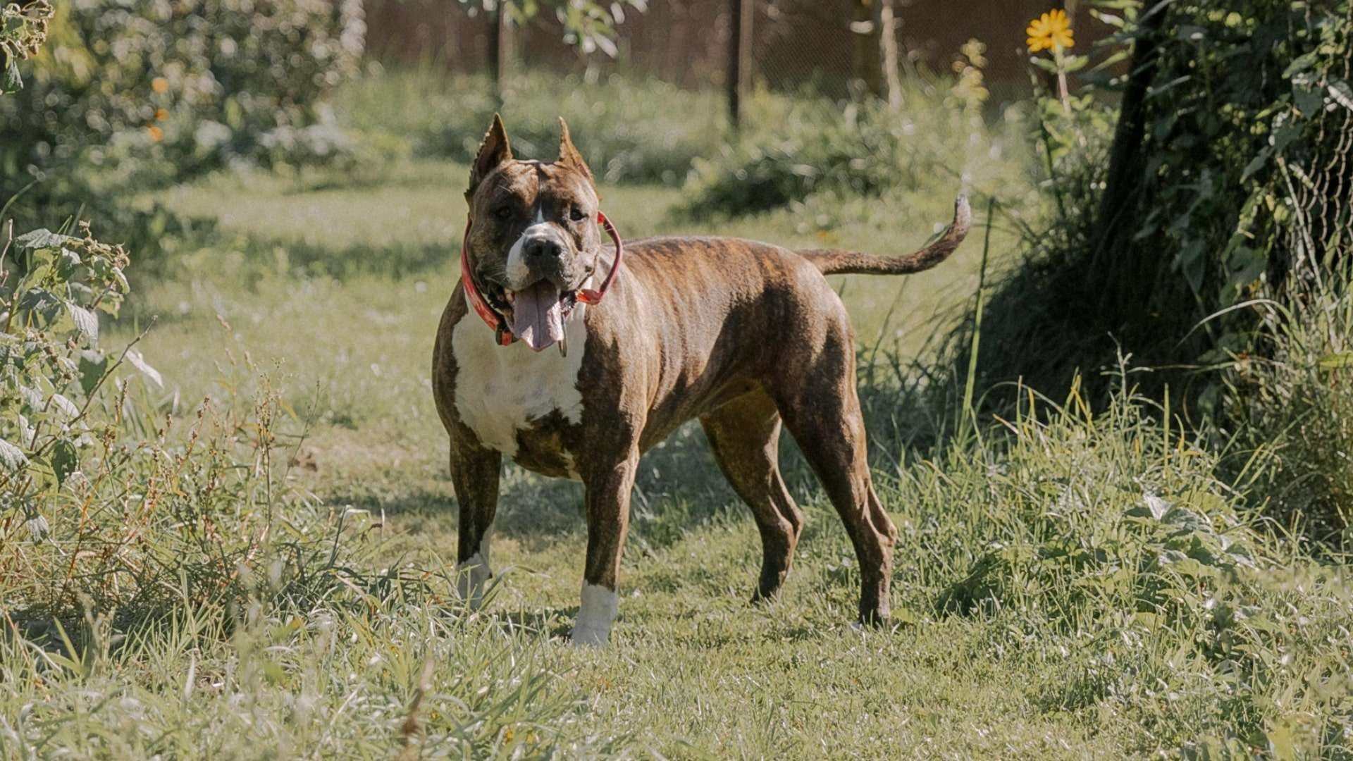 Imagen de archivo de un perro de raza pitbull | PEXELS