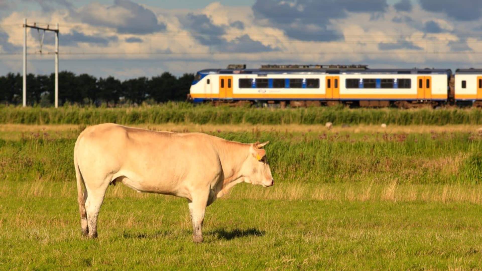 Imagen de archivo de una vaca, con un tren en segundo término | CEDIDA
