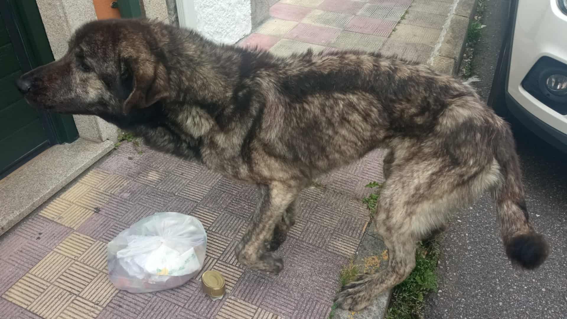 Tyson, el perro abandonado localizado en Maniños | ASOCIACIÓN PROTECTORA TERRACAN