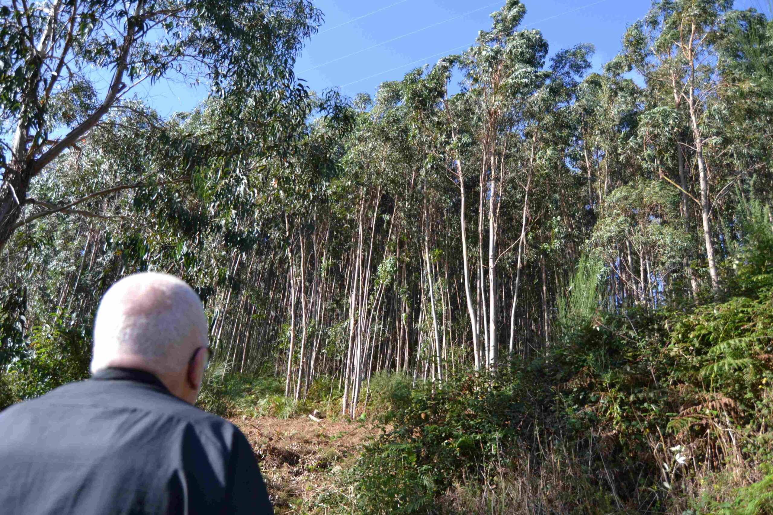 Monte de eucaliptos al lado de la playa de Doniños en Ferrol | ENFOQUES