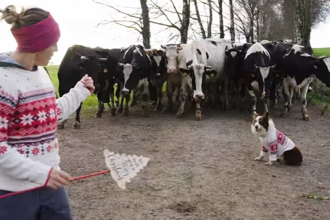 Las vacas que acompañarán a los Reyes Magos en la 'Vacalgata` | CASA GRANDE DE XANCEDA