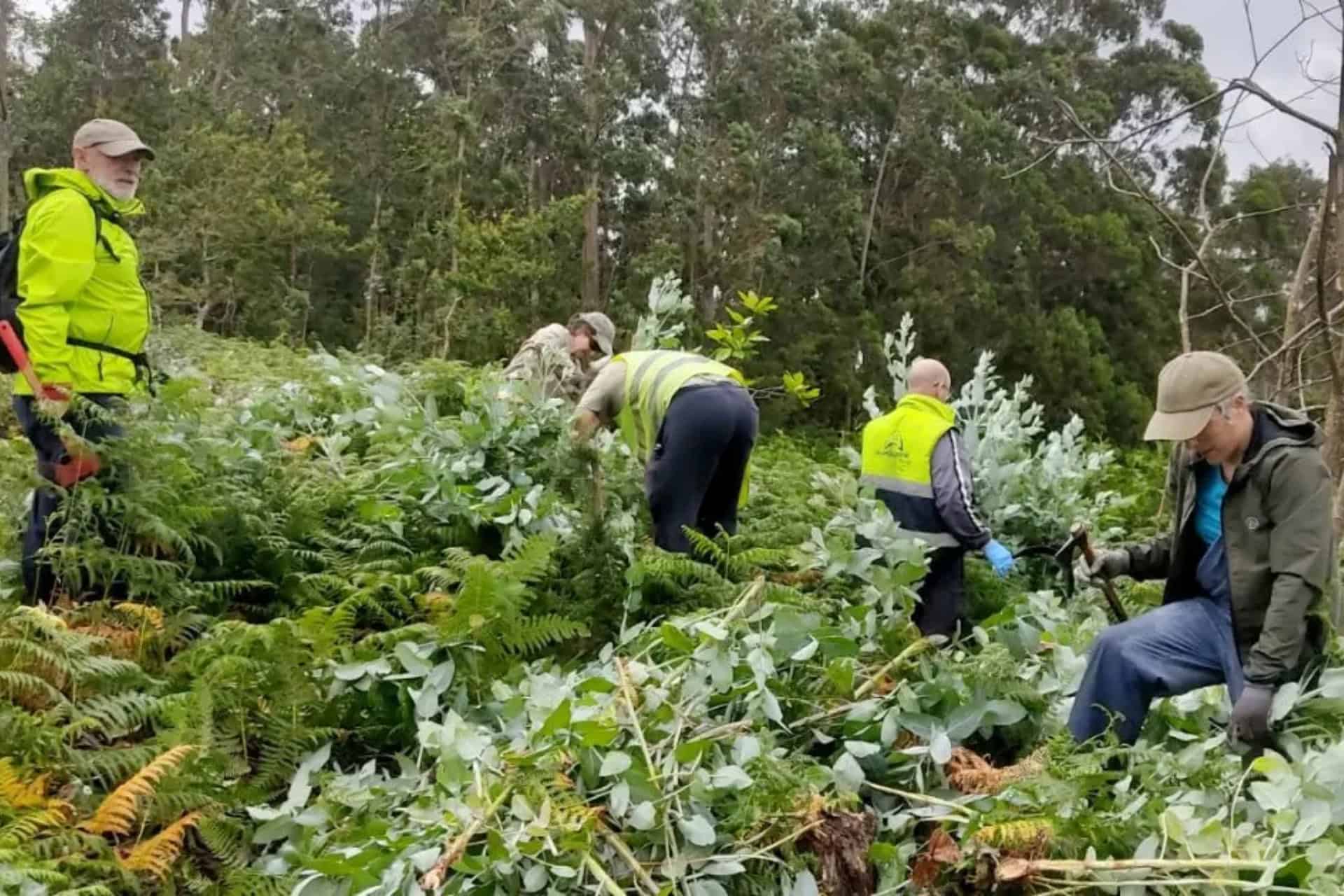 Los trabajos conjuntos de la Asociación Betula y Greenpeace para recuperar el bosque atlántico en las Fragas do Eume | GREENPEACE